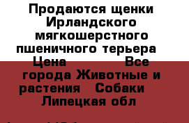 Продаются щенки Ирландского мягкошерстного пшеничного терьера › Цена ­ 30 000 - Все города Животные и растения » Собаки   . Липецкая обл.